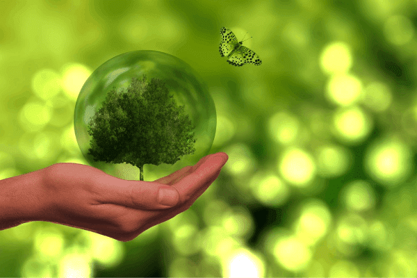 A person holding a green tree in their hand.